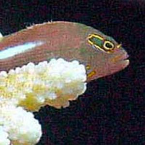 Arc-eye Hawkfish by Martin Dalsaso 
